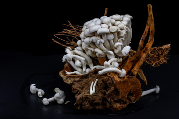 Shimeji mushroom or White beech mushroom isolated on black background, decorated on wooden log under studio lighting and macro setup. 