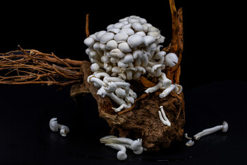 Shimeji mushroom or White beech mushroom isolated on black background, decorated on wooden log under studio lighting and macro setup. 