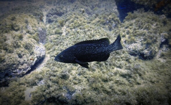 Underwater photo from a scuba dive at the Canary islands. Meeting with a territorial Grouper fish.