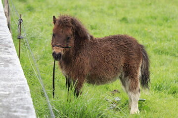 A little pony grazing in the field on a farm.