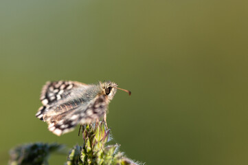 Pyrgus malvae - Grizzled Skipper - Hespérie de la Mauve