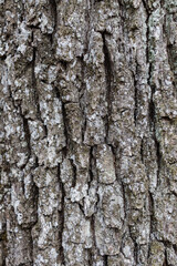 Close up Old Wood Tree Texture Background Pattern
