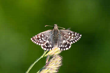 Pyrgus malvae - Grizzled Skipper - Hespérie de la Mauve