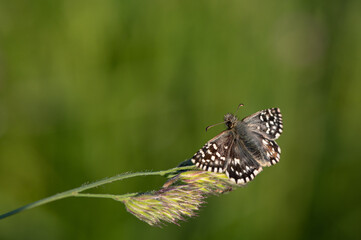 Pyrgus malvae - Grizzled Skipper - Hespérie de la Mauve