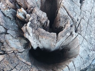 tree trunk