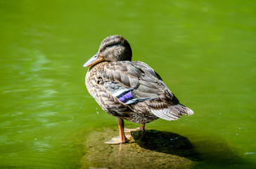 A wild duck stands on a rock in the middle of the water
