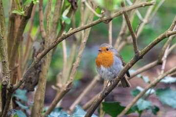 Fototapeta premium Robin on a branch II