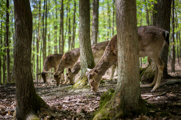 Fototapeta na wymiar young male deers in the spring forest