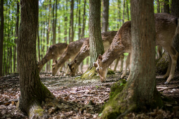 young male deers in the spring forest