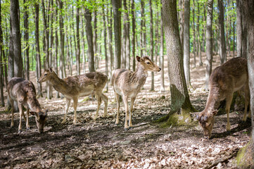 Naklejka na ściany i meble young male deers in the spring forest