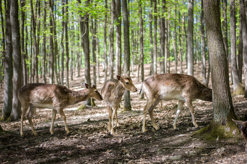 young male deers in the spring forest