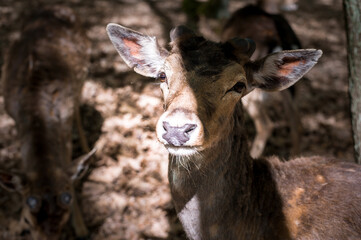 Fototapeta premium young male deers in the spring forest