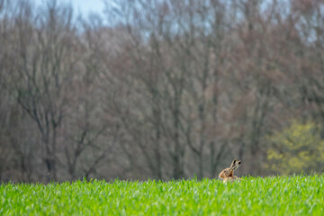wild brown hare sitting in the grass in a meadow animal with long ears with distinctive black tips