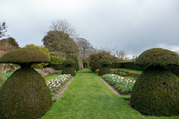 topiary trees and tulips in an english country garden
