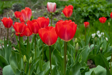 beautiful bright red tulips in the spring