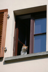 Hauskatze auf der Fensterbank