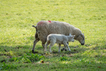 ewe with her cute lamb in the spring sunshine