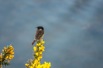 pretty male stonechat perched on bright yellow gorse with the sea in the background	
