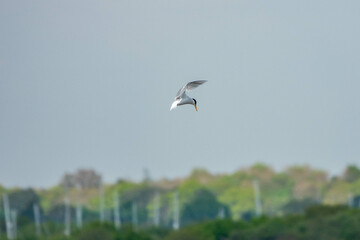 The Little Tern the Uk's smallest tern in flight with a blurred background	
