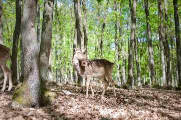 young male deers in the spring forest