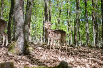 young male deers in the spring forest