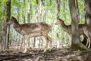 Naklejka na ściany i meble young male deers in the spring forest