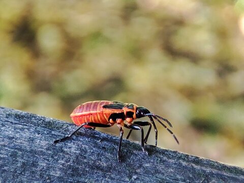 bug on a leaf