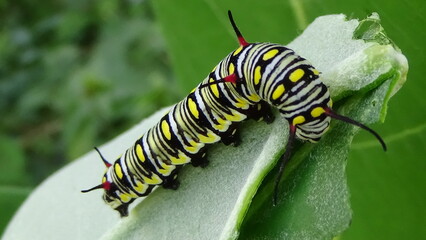 Close up photos of color caterpillar on the leaf