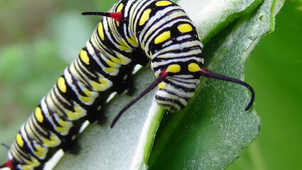 Close up photos of color caterpillar on the leaf