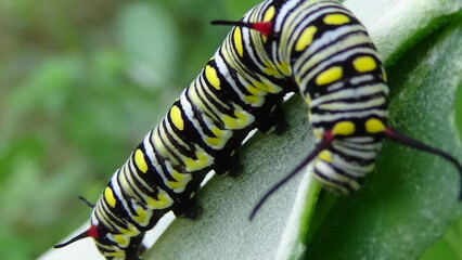 Close up photos of color caterpillar on the leaf