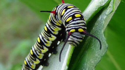 Close up photos of color caterpillar on the leaf