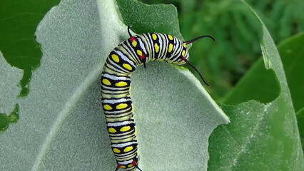 Close up photos of color caterpillar on the leaf