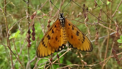 Closeup photos of butterfly in the garden