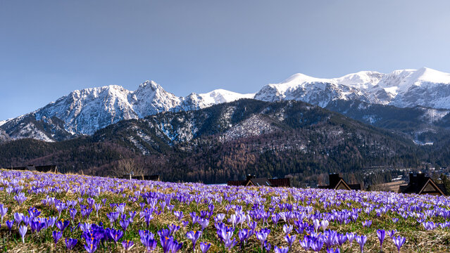 Krokusy, Wiosna w Tatrach , Podhale, Zakopane , Giewont, Karpaty , Polska, Słowacja