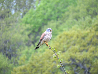 kestrel a bird of prey species belonging to the kestrel group of the falcon family perched on the branch of a tree