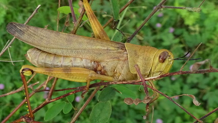 Close up photos of grasshopper head
