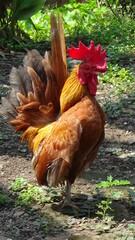 Serama Chicken, one of the smallest chicken in the word
