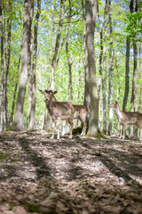 young male deers in the spring forest