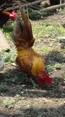Serama Chicken, one of the smallest chicken in the word