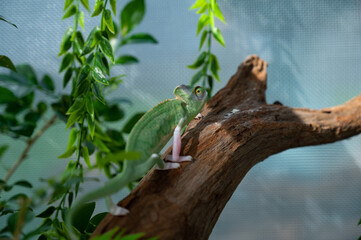 chameleon with blur background, predator