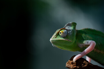 chameleon with blur background, predator