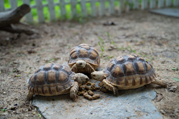 Sucata tortoise on the ground

