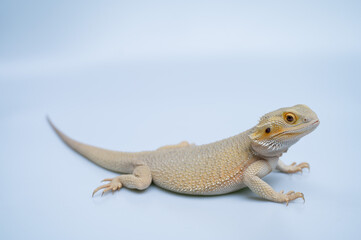 Fototapeta premium bearded dragon on white background