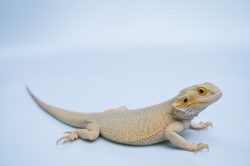 bearded dragon on white background