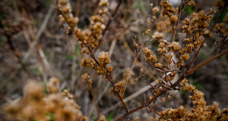 Beautiful background of dry grass close-up with a blurred background.