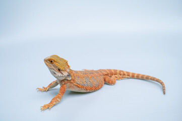 Naklejka premium bearded dragon on white background
