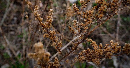 Beautiful background of dry grass close-up with a blurred background.