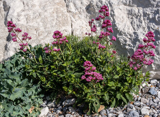 Red valerian clump at foot of cliff
