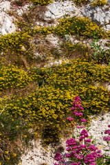 Wild flowers growing on a chalk cliff face