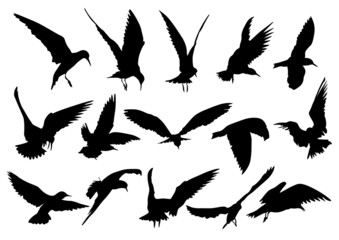 set of silhouettes of Tern birds